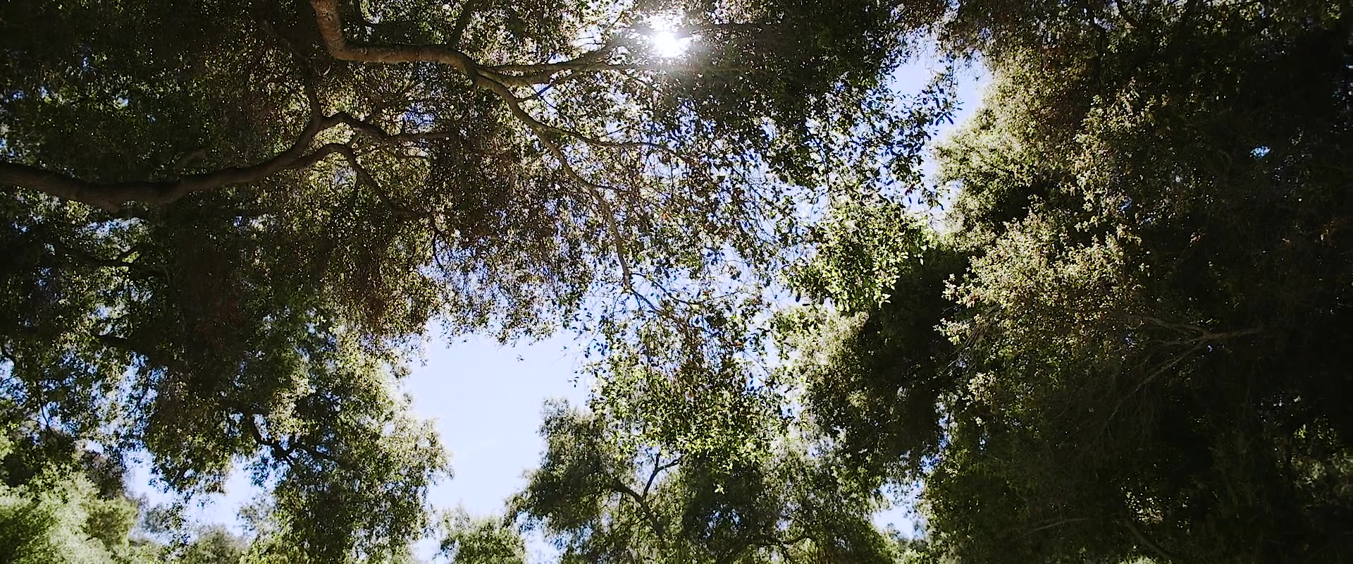 Sunlight through the oak canopy at Los Willows Wedding Estate