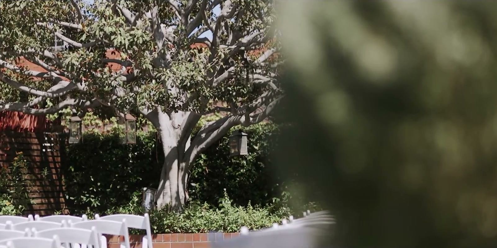 The garden courtyard with a broad old tree, lanterns in its branches and white chairs set out before it.