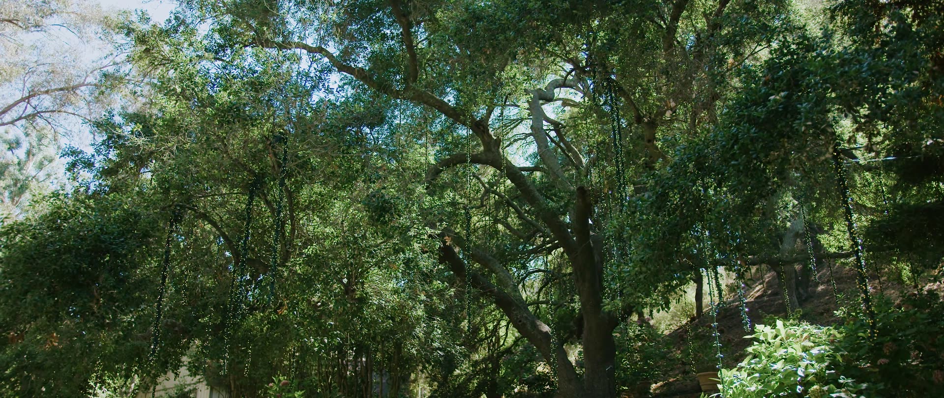 The oak canopy over the grounds at Calamigos Ranch in Malibu