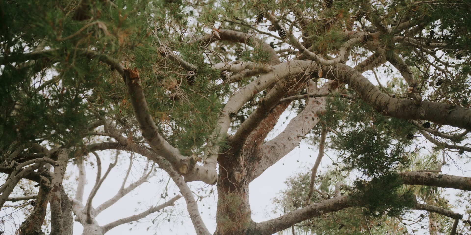The old cypress canopy over the grounds at Terranea Resort