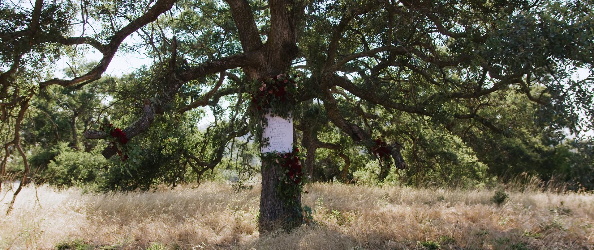 An old oak standing over the dry grass at the Murrieta estate