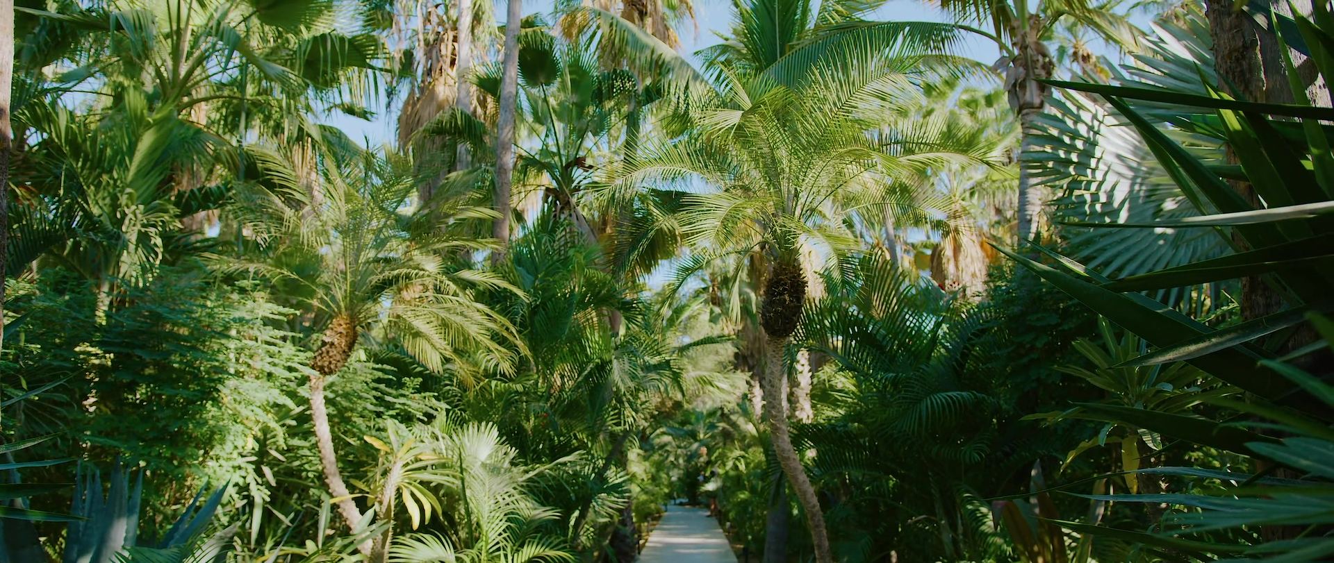 The palm grove at Acre Baja, fan palms and agave packed in close.