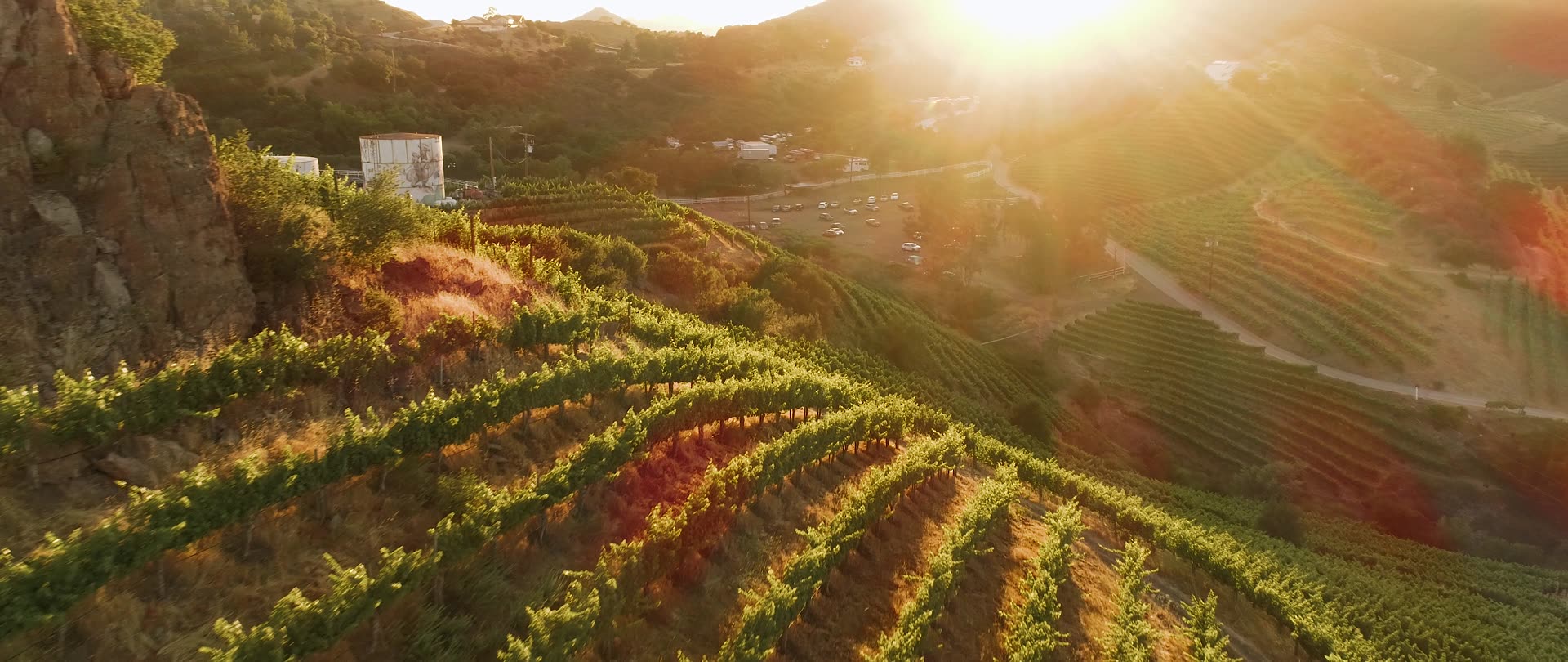 Vineyard rows running up the hillside at golden hour at Saddlerock Ranch