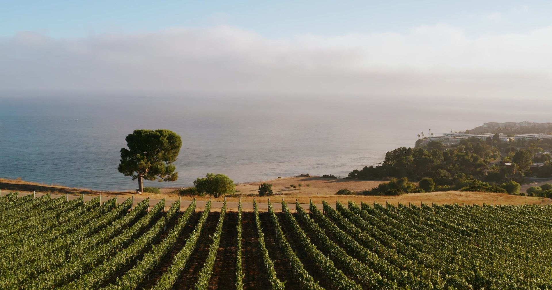 The vineyard rows running down toward the sea, a single tree standing at the edge.