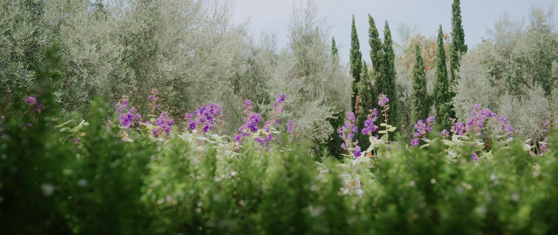 Purple blooms rising above a green hedge, olive trees and cypress behind.